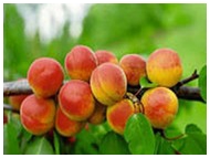 abrikosu sodinukai